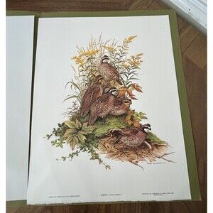 Roger Tory Peterson Art Quail Family Lithograph Print USA 1975 14x11